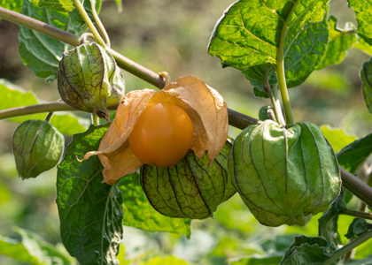 Photographie représentant des fleurs de Physalis (Physalis sp.), source Wikipédia.