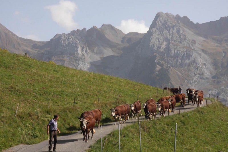 Descente d'alpages aux Aravis.